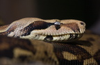 Serpent7829-05-8b-Acc-950h