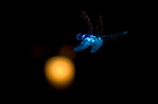 VariationSurUneLibellule 0755-Edit-950h
