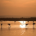 FlamandBoitSoleil 05-8b-AccV4-900h