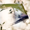 DPriere-1242-Edit-950h