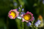 Fleurs 3412-Edit-950h