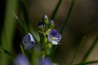 Fleurs 3424-Edit-950h
