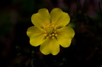 Fleurs 3456-Edit-950h