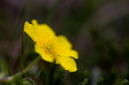Fleurs 3459-Edit-950h