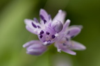 Fleurs 3463-Edit-950h