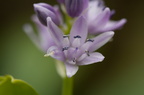 Fleurs 3465-Edit-950h