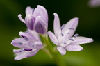 Fleurs 3469-Edit-950h