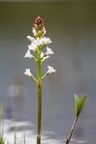 Fleurs 3471-Edit-700v