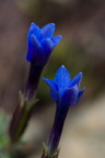 Fleurs 3476-Edit-700v