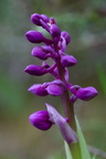 Fleurs 3480-Edit-700v