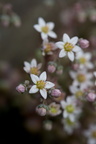 Fleurs 3483-Edit-700v