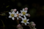 Fleurs 3484-Edit-950h