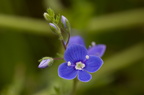 Fleurs 3488-Edit-950h
