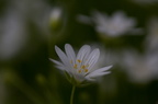 Fleurs 3492-Edit-950h