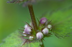 Fleurs 3495-Edit-950h
