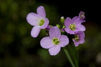 Fleurs 3500-Edit-950h
