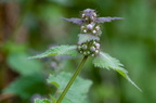 Fleurs 3510-Edit-950h