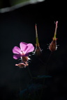 Gardiens 9747-Edit-700v