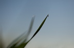GoutteBleu-0086-Edit-950h