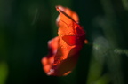 Gouttes-3073-Edit-950h