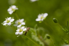 Jiminy 3771-Edit-950h