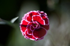 Oeuillet-3064-Edit-950h