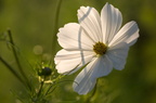 UnCosmos 9008-03-8b-Acc-950h